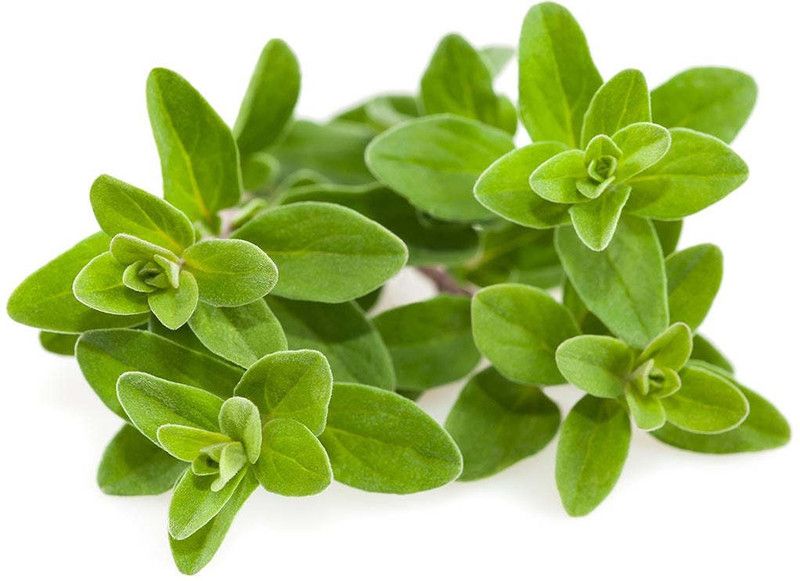 Mozette Marjoram Plant Seed  (46 per packet)