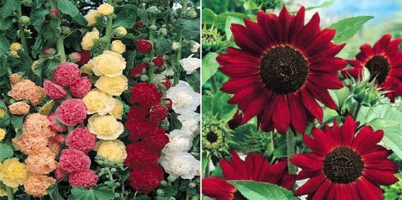 xcentax Hollyhock & sunflower red Seed  (20 per packet)