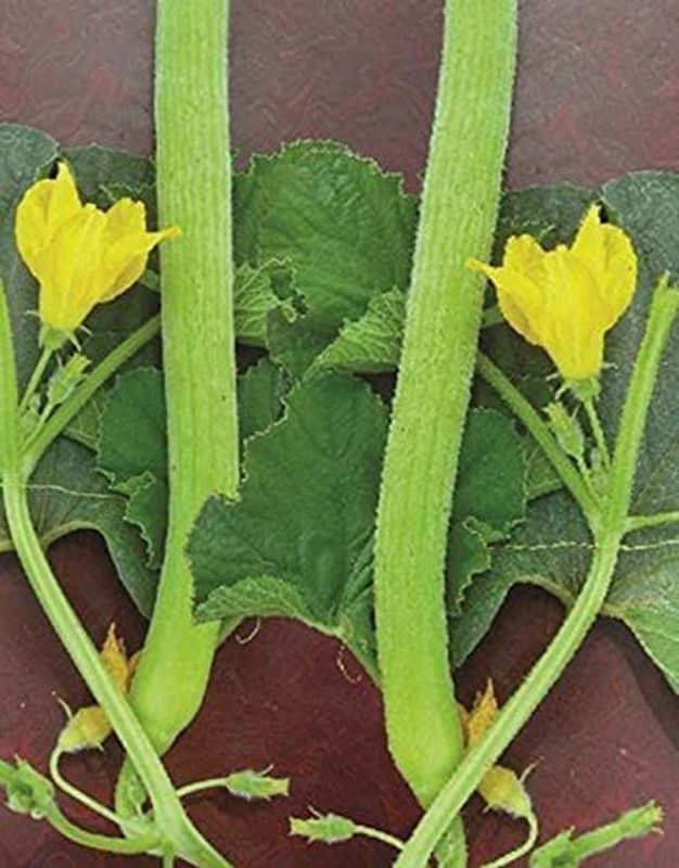 KANAYA Long Melon Kakri Seed  (60 per packet)