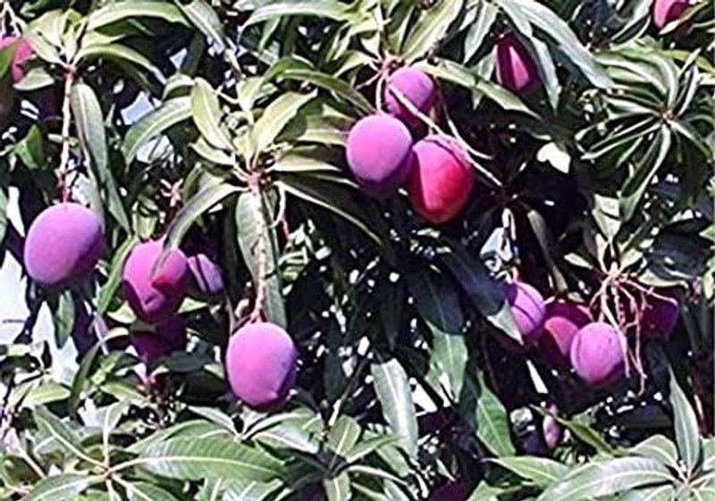 My Dream Nursery Mango Plant  (Hybrid, Pack of 1)