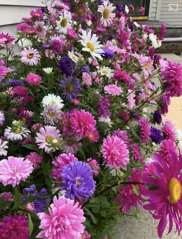 XOLDA Exotic aster Seed  (31 per packet)