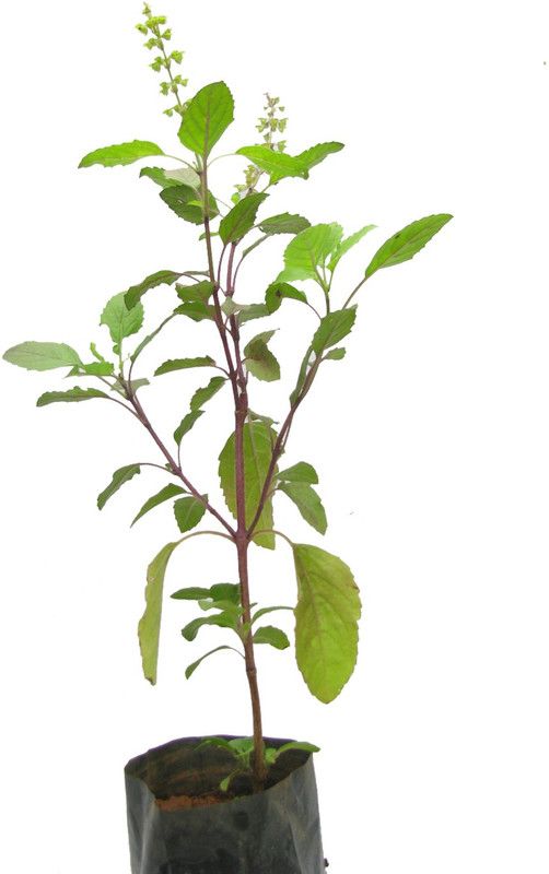 Bee Green Tulsi Plant  (Hybrid, Pack of 1)