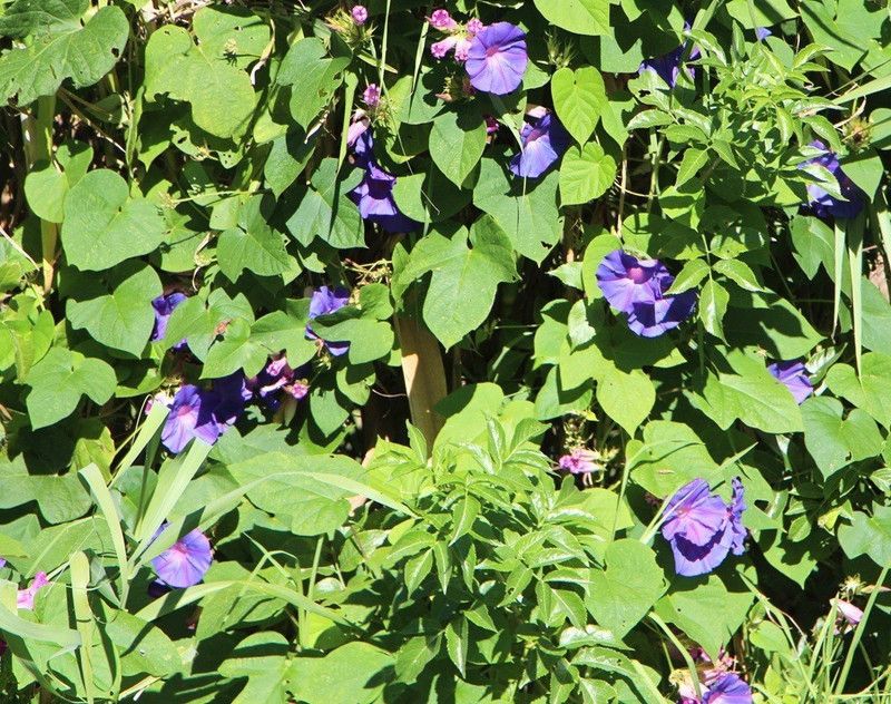 ZIXA Ipomoea purpurea 'Night' Seed  (20 per packet)