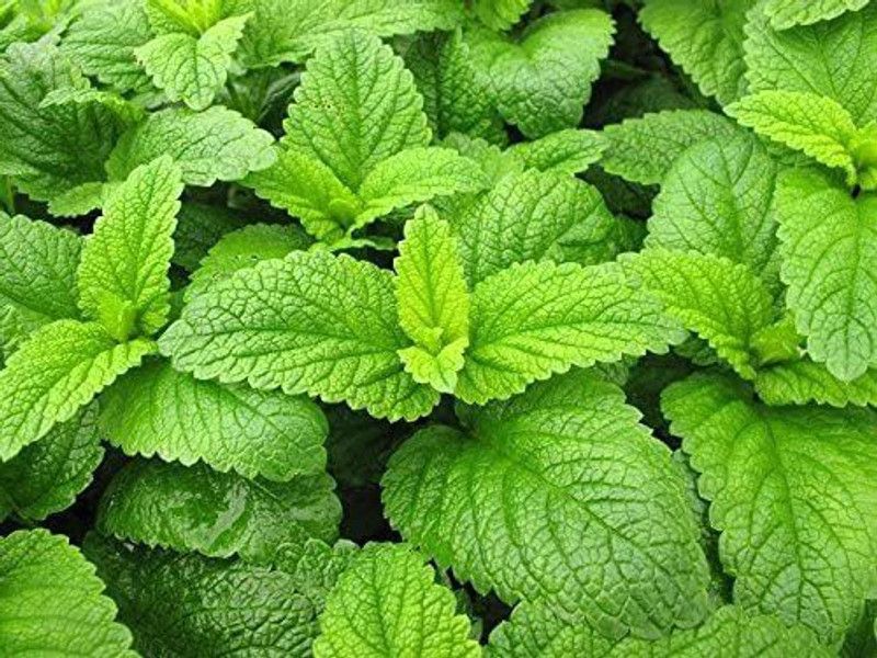 Paudha Lemon Balm Seed  (35 per packet)