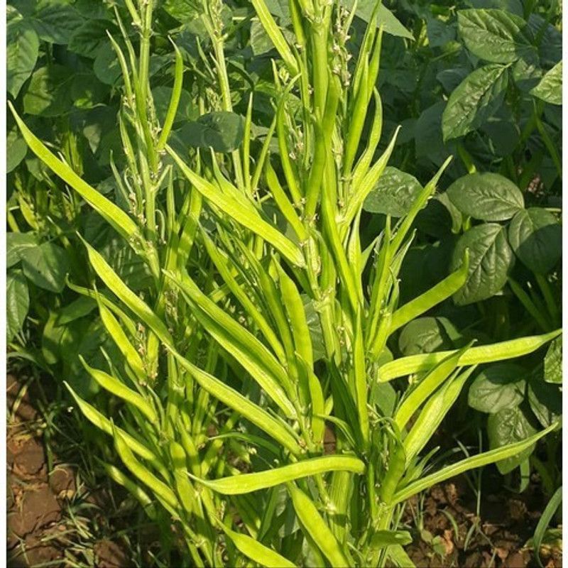 XOLDA Hybrid Cluster Beans Seed  (54 per packet)