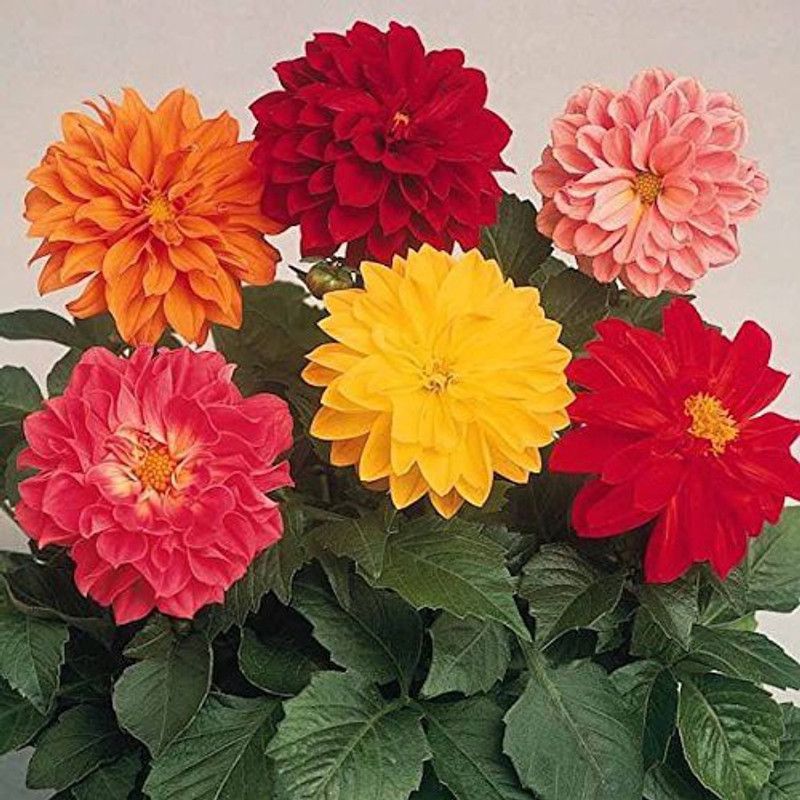KANAYA Dahlia Seed  (90 per packet)