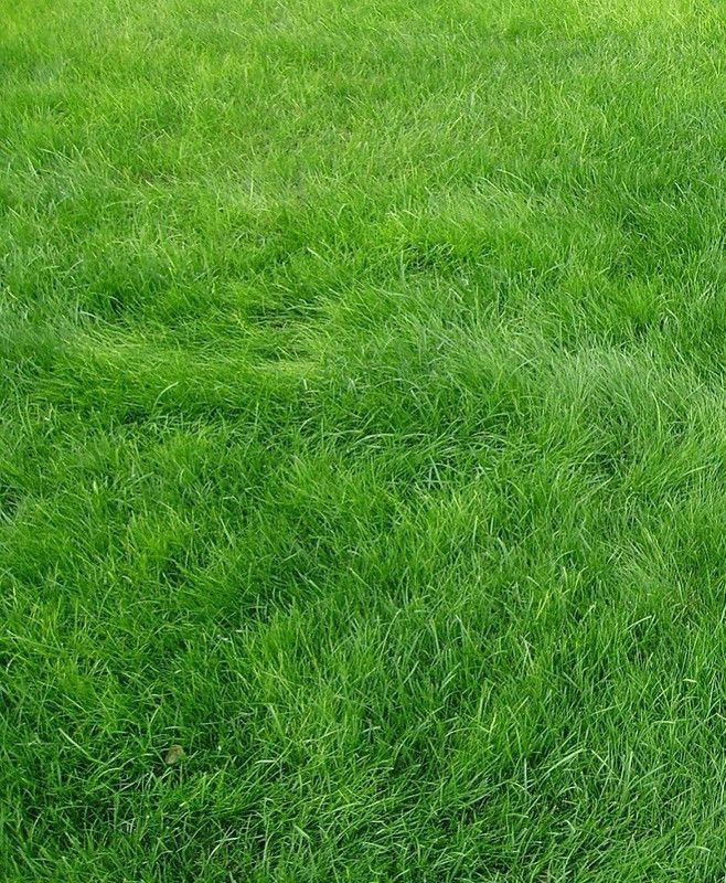 XOLDA Lawn Grass Seed  (10 per packet)