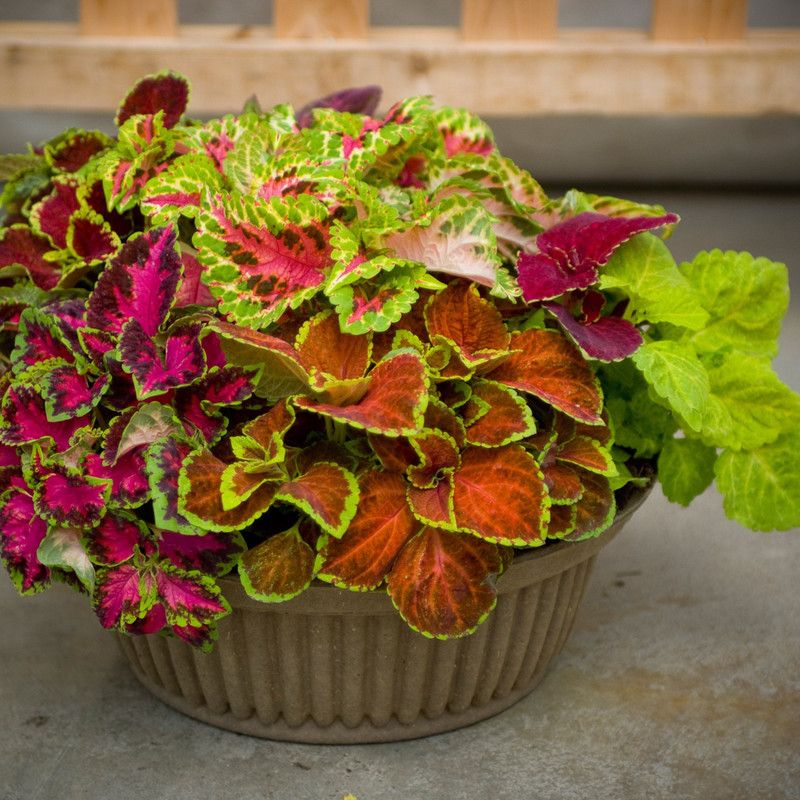 XOLDA Coleus Rainbow Mix Seed  (36 per packet)