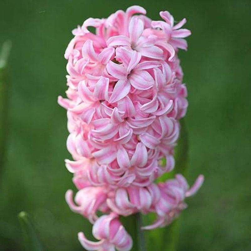 Nature Gallery Hyacinth "fondant" Imported Flower Bulbs - Pack of 5 Bulbs Seed  (5 per packet)