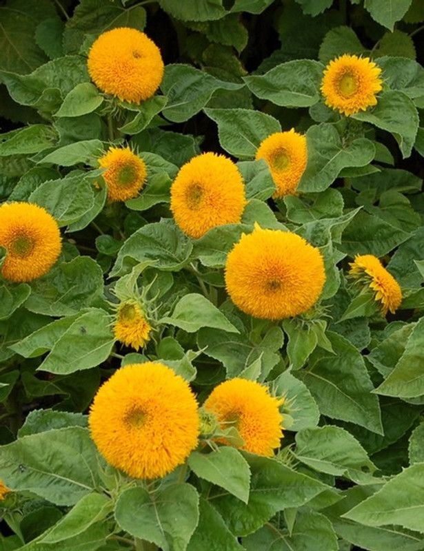 PLANTZON Sunflower Teddy Bear Seed  (60 per packet)