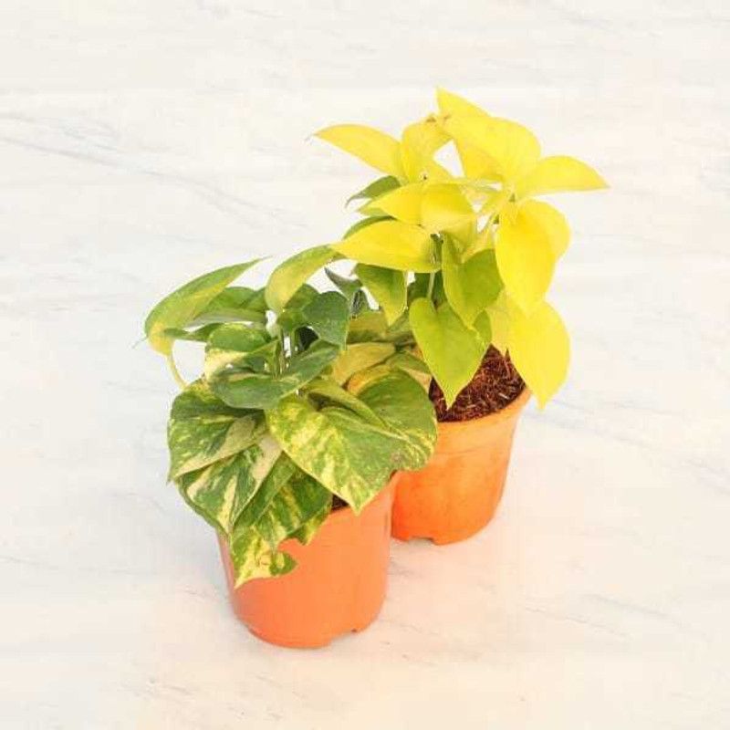 Amazing Gurden Golden Money Plant  (Hybrid, Pack of 2)