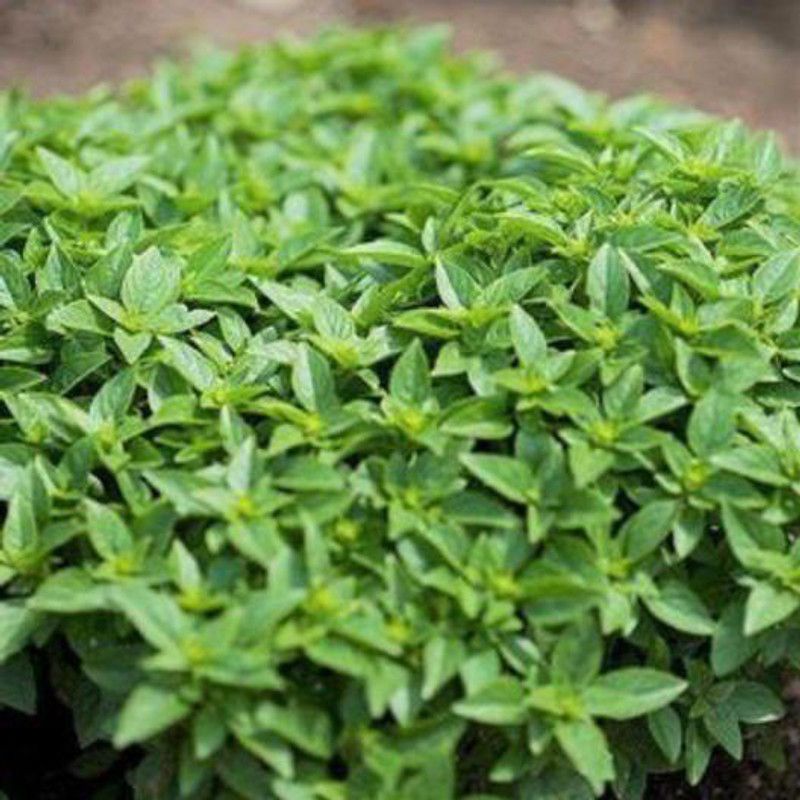 WILLVINE TLX-14 Basil Minette Dwarf Fine Bush Seed  (2000 per packet)