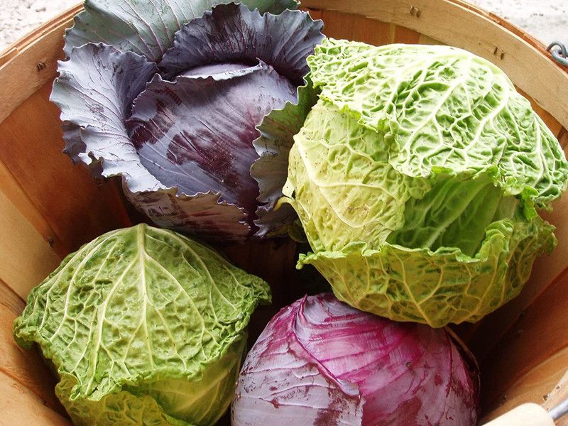 VibeX ™ XXL-252-Seeds Combo- Red Cabbage and Savoy Cabbage Seed  (60 per packet)