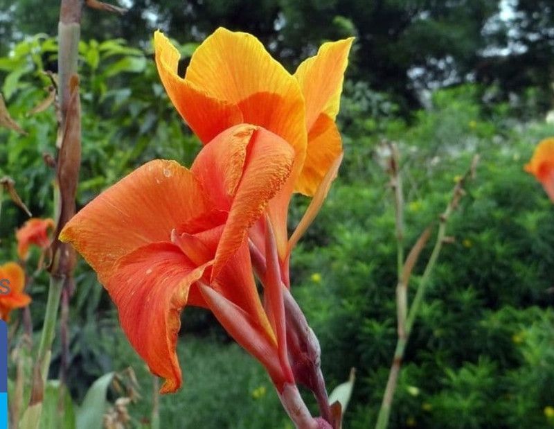 Padmavati Canna Lily Plant  (Hybrid, Pack of 1)