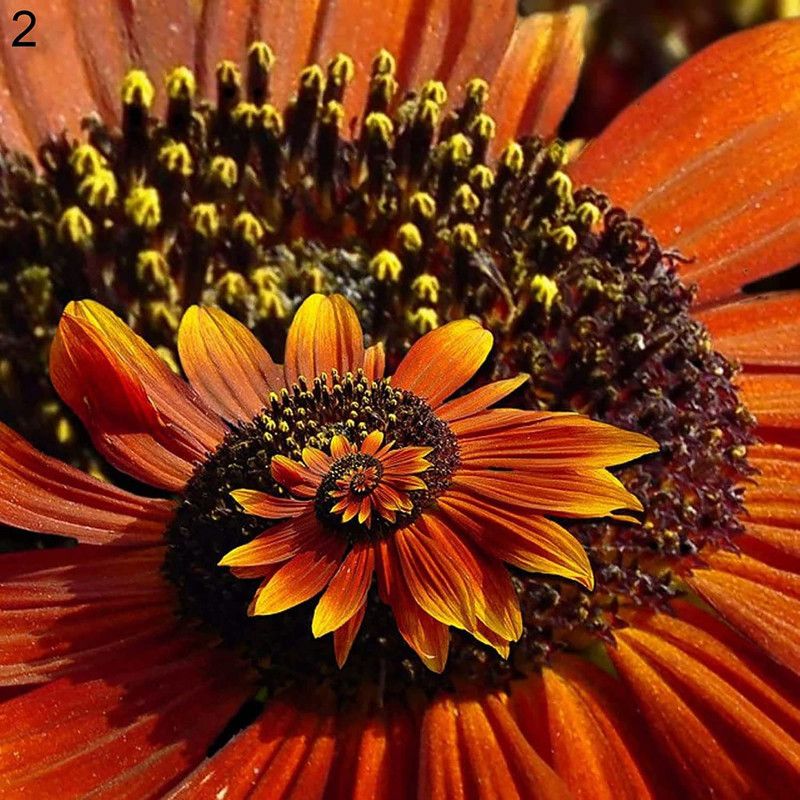 CYBEXIS Hybrid Orange Chrysanthemum Seeds Seed  (25 per packet)