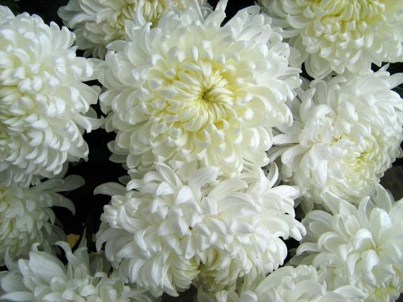 Mozette Exotic chrysanthemum white Seed  (23 per packet)