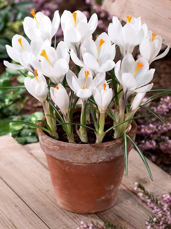 FERNSFLY® FERNSFLY® Winter Bulbs IMP. Crocus | Saffron a Grade Hybrid Quality Pot & Land Growing Bulbs (Pack of 20 Jeanne d'Arc Crocus) Seed  (20 per packet)