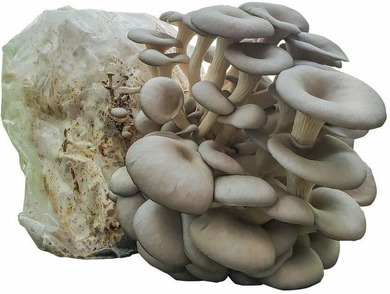 Monday Square high yeild generation one Oyster Mushroom Spawn/seeds 1kg Seed  (200 per packet)