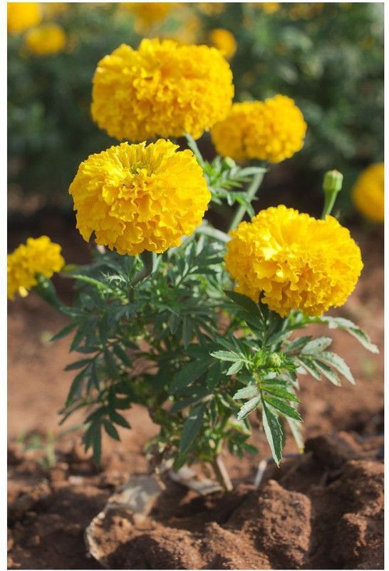 Paudha MariGold yellow Flower Seed  (45 per packet)