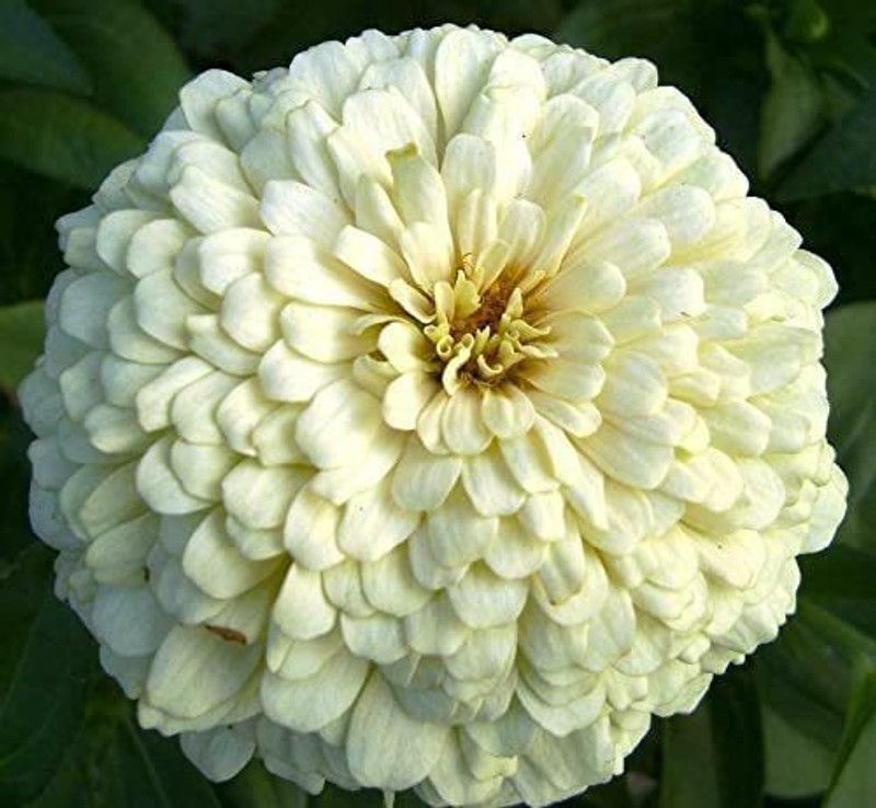 WILLVINE XLR-11 White Zinnia Flower Seeds Seed  (50 per packet)