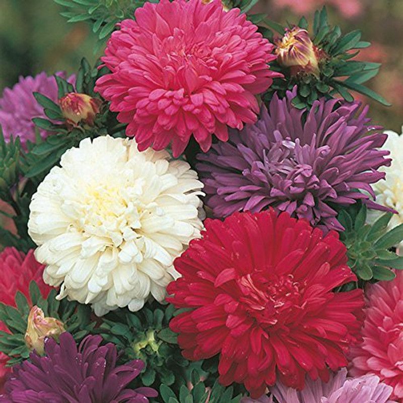 CYBEXIS Paradise Garden Rare Aster" Queen of the Market Mixed" Hybrid Seed  (1 g)