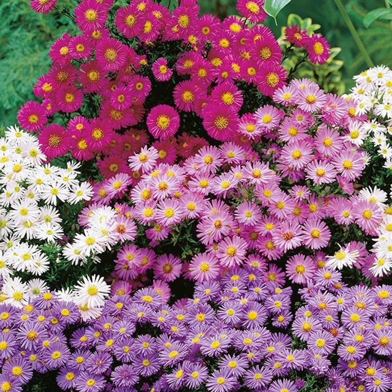 GREENZ Daisy Mix Seed  (100 per packet)