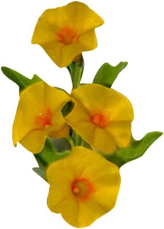 Nema Mini Morning glory seeds - Yellow - 100 Pcs Seed  (100 per packet)
