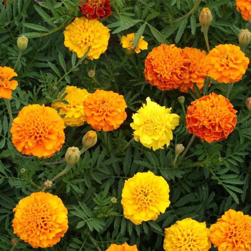 Mozette Marigold mix flower Seed  (1 per packet)