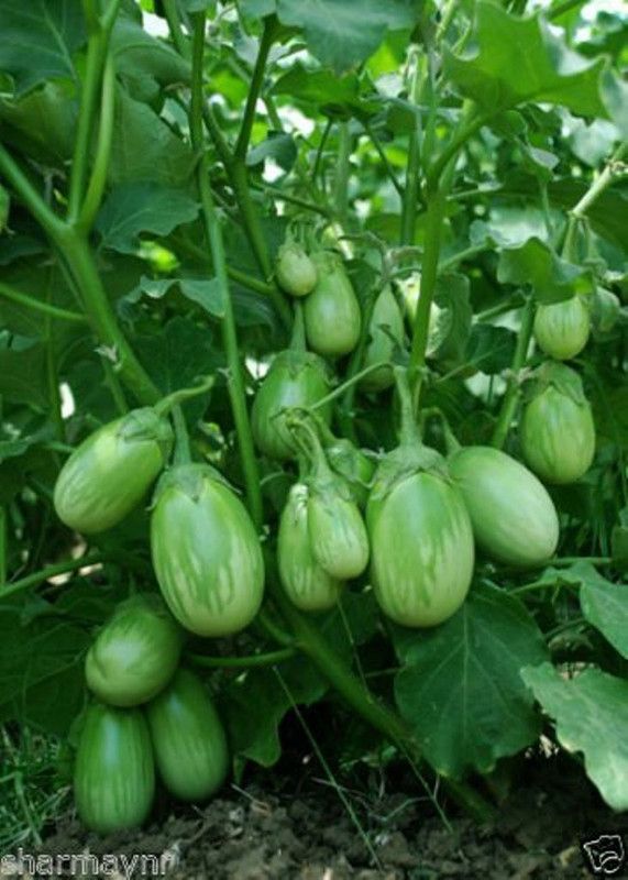 Kofy Brinjal green Seed  (40 per packet)
