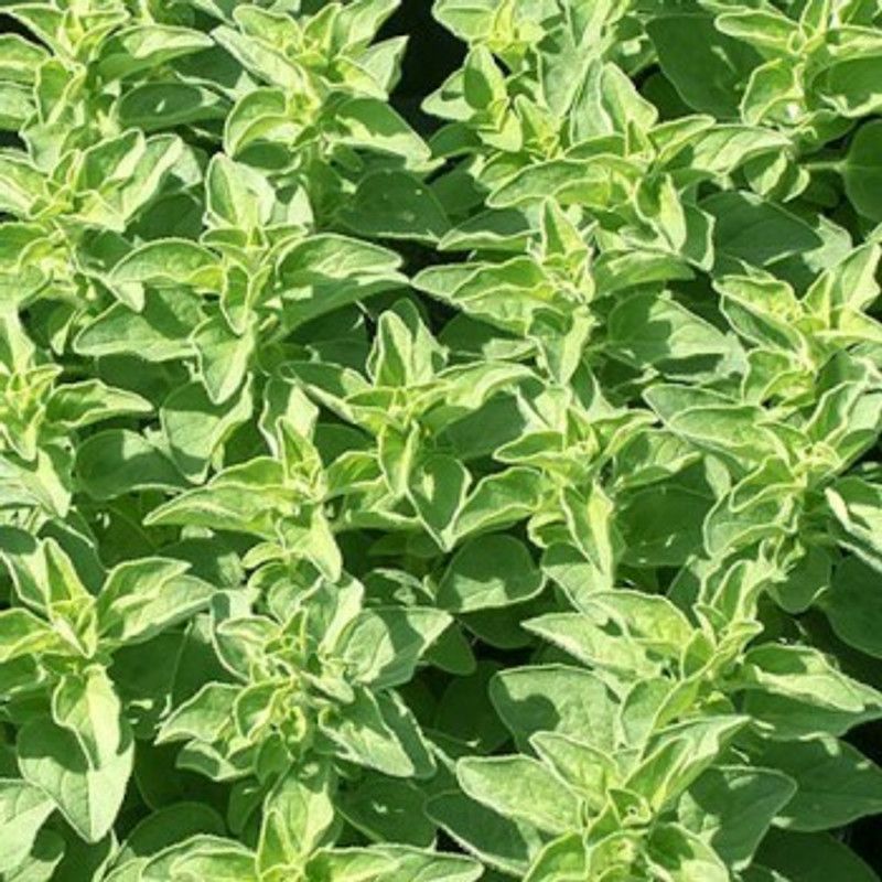 XOLDA Organic oregano herb Seed  (40 per packet)