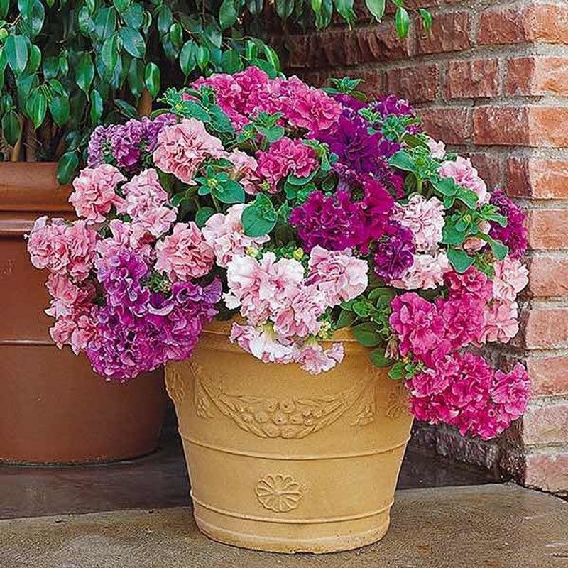 XOLDA Exotic Petunia Double Mix Seed  (58 per packet)