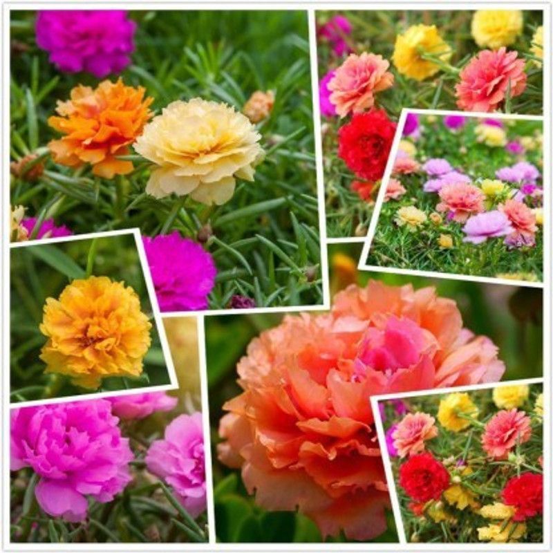 XOVO Exotic Portulaca Mixed Flower Seed  (25 per packet)