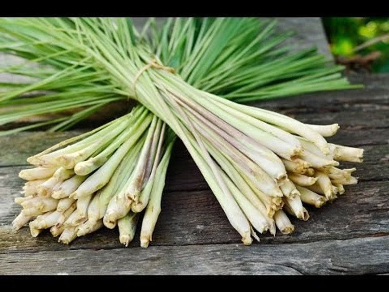xolda Hybrid lemon Grass Seed  (55 per packet)