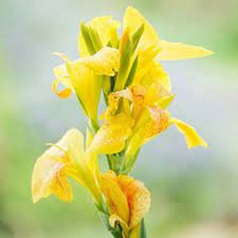 Radha Krishna Agriculture Canna Lily Flower Bulbs Yellow(Pack of 7) Seed  (7 per packet)