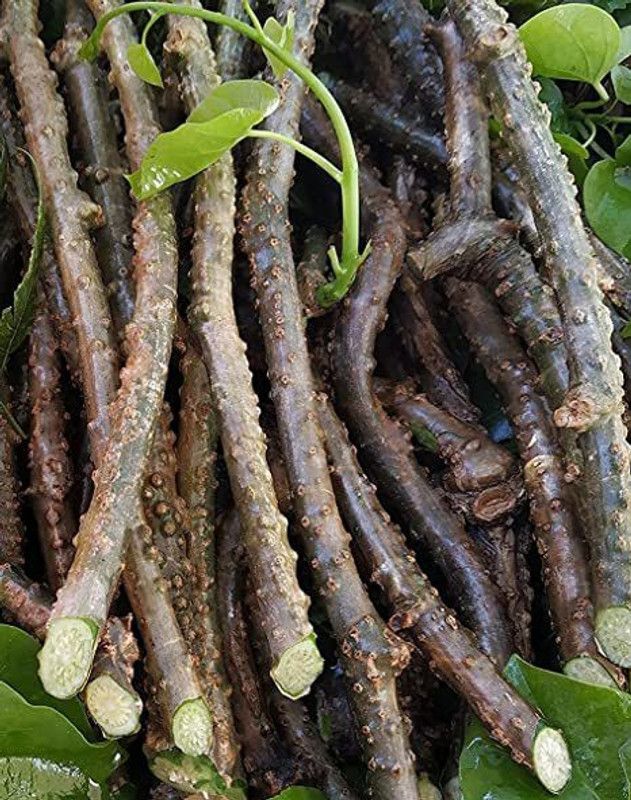 Platone Tinospora cordifolia Seed  (1 per packet)