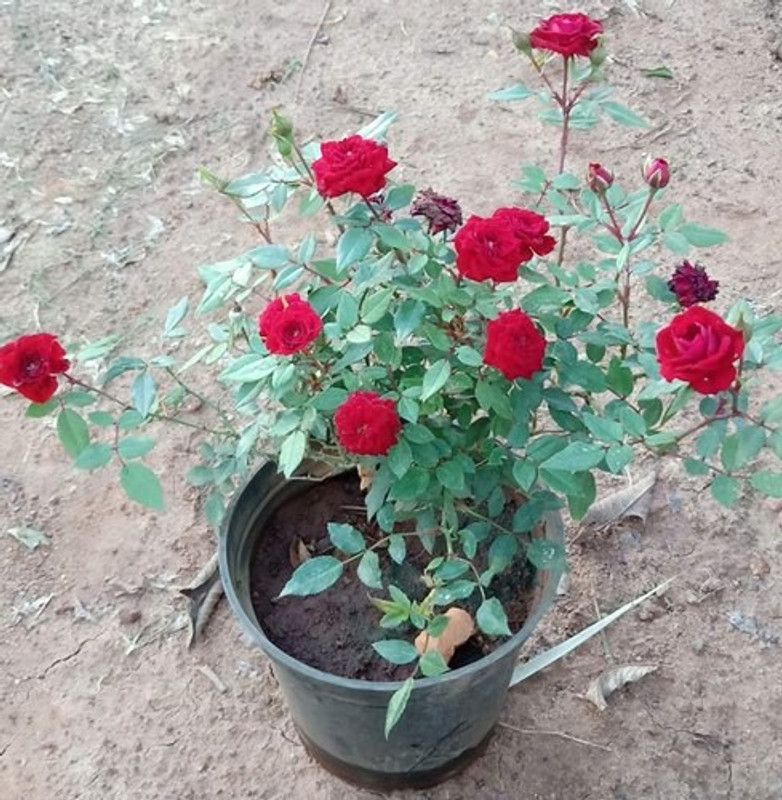 Heaven Of Saplings Rose Plant  (Hybrid, Pack of 1)