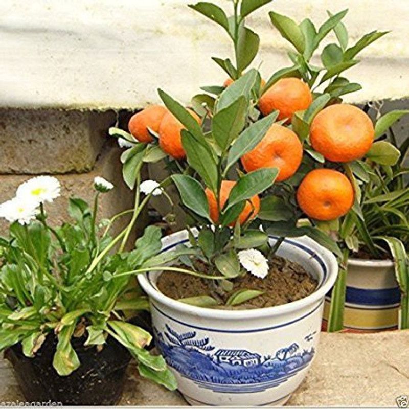 KANAYA Orange Fruit Hybrid Seed  (25 per packet)