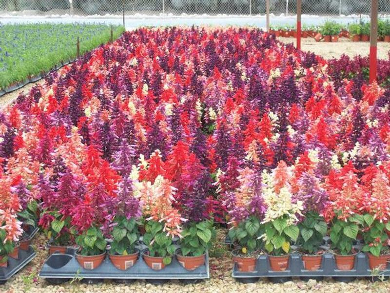 PMB Exotic salvia mix Seed  (27 per packet)