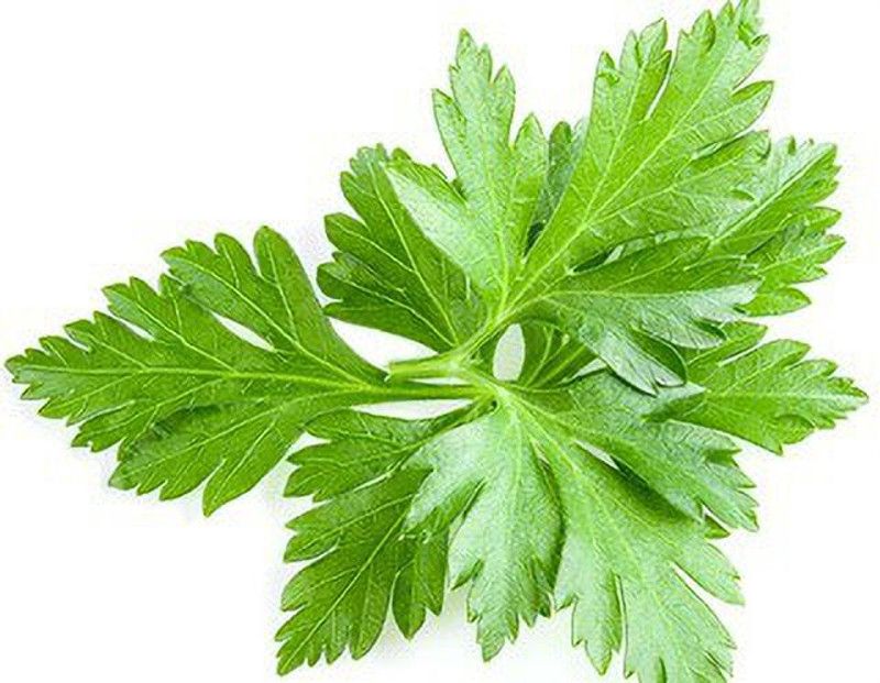 XOLDA Parsley Seed  (83 per packet)