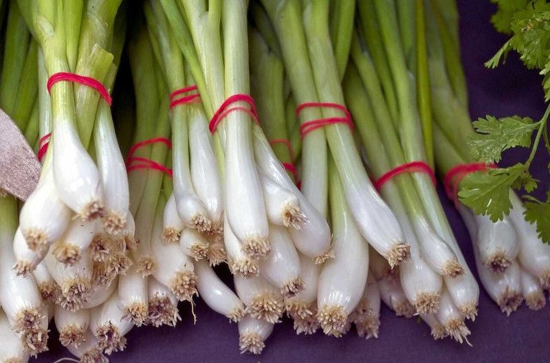 XOLDA Bunching onion Seed  (27 per packet)