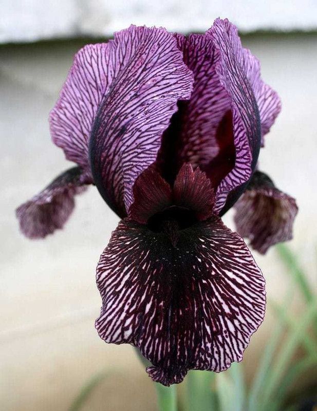 SIDDHI VINAYAK GALLERY Imported Variety Iris strip purple flower bulbs color Exotic Beautiful flower bulbs all season for home gardening Seed  (18 per packet)