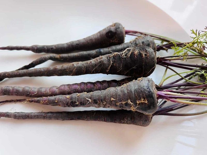 Mozette Black Carrot Seed  (10 per packet)