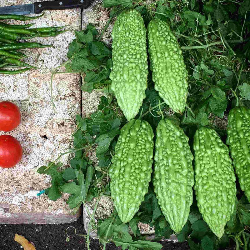Mozette Hybrid Bitter Gourd Seed  (70 per packet)
