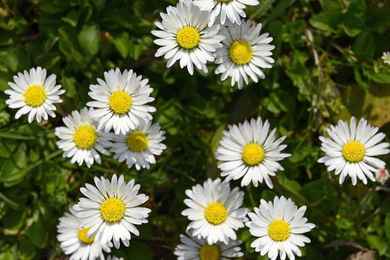 Paudha Daisy White Seed  (18 per packet)
