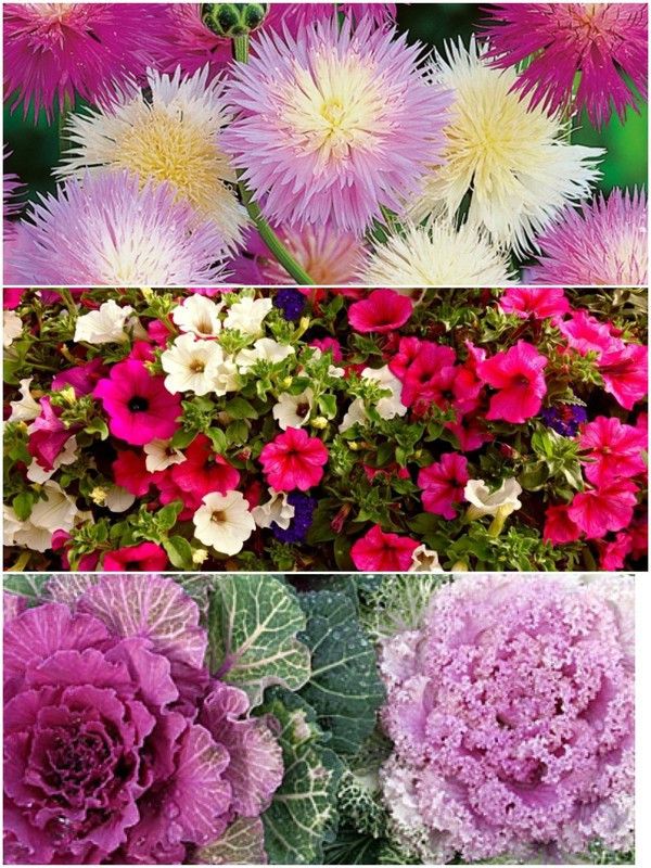 SeedsSunrise Combo Pack of 3 Flower - Ornamental kale, Petunia, Sweet Sultan Seed  (90 per packet)