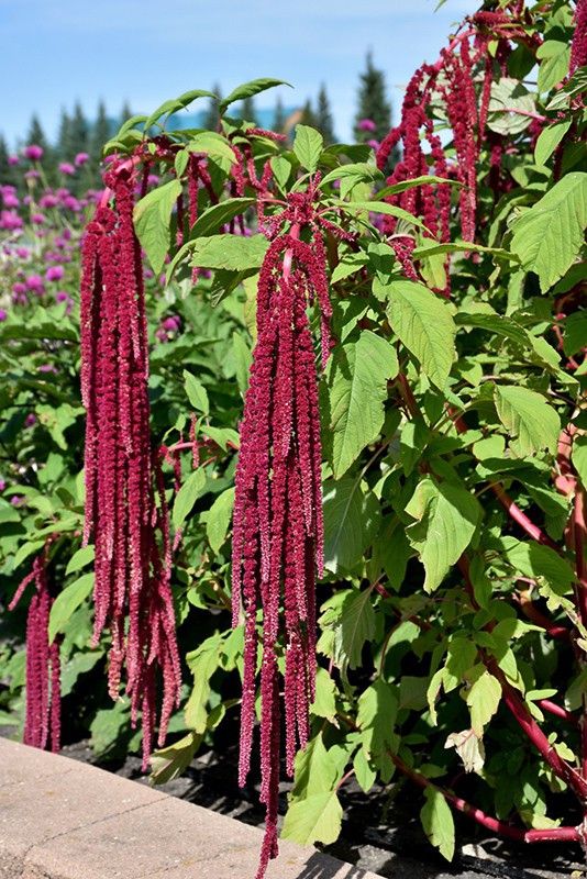 PEARL Amaranthus Love Lies Bleeding Seed  (150 per packet)