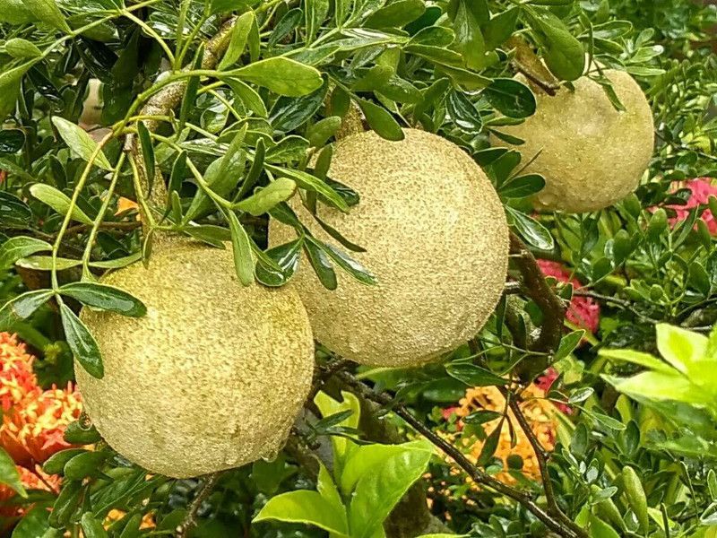 Daffodils Wood Apple Plant  (Hybrid, Pack of 1)