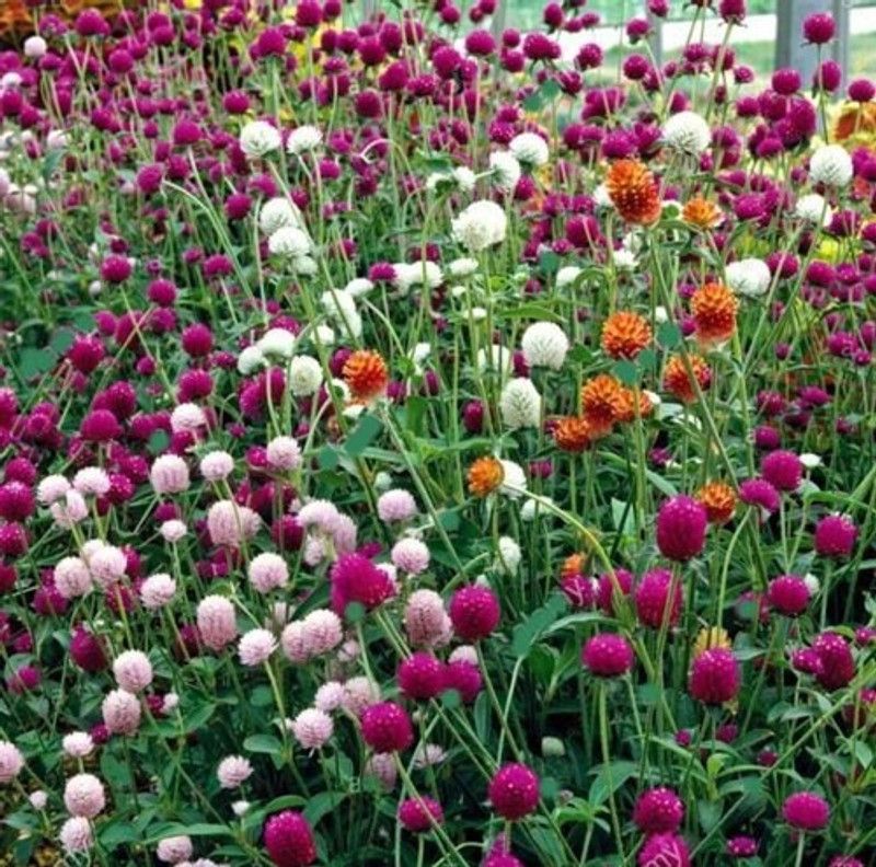Mozette Hybrid Gompherna Seed  (60 per packet)