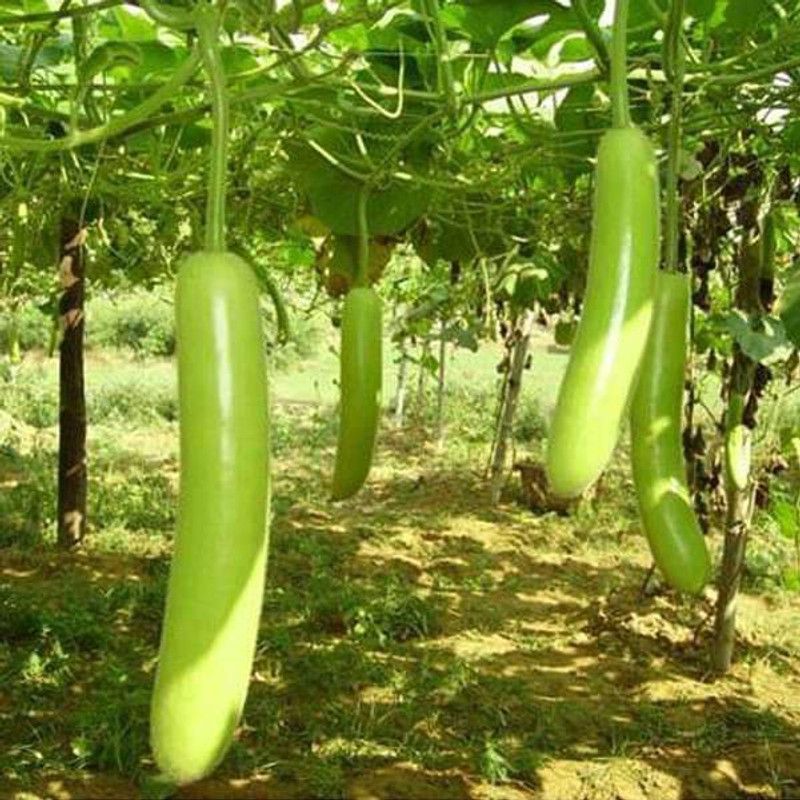 Corofitam Bottle gourd Seed  (20 per packet)