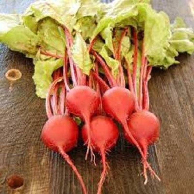 YOUNG STAR (BT95) PREMIUM HYBRID CHAKUNDAR (BEET ROOT),100% GERMINATION,FARMER CHOICE BEET ROOT ,KITCHEN GARDENING FOR HOME USE,HIGH GROWTH MORE NUTRISIUS FOR HEALTH. Seed  (200 per packet)